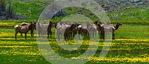 Rocky Mountain Elk photo