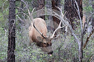 Rocky Mountain Elk feeding, Grand Canyon national Park. Male with large antlers, forest in background.