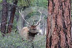 Rocky Mountain Elk, in Grand Canyon national Park. Male with large antlers. Eating bush; surrounded by trees.