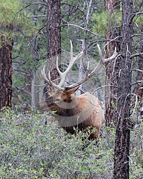 Rocky Mountain Elk, in Grand Canyon national Park. Male with large antlers, forest in background.