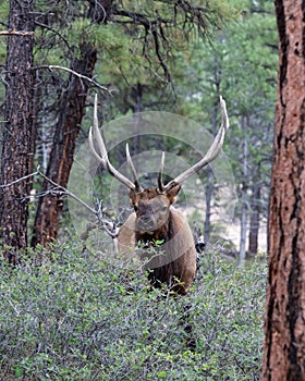 Rocky Mountain Elk, in Grand Canyon national Park. Male with large antlers, forest in background.