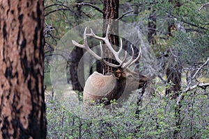 Rocky Mountain Elk, in Grand Canyon national Park. Male with large antlers; looking sideways, surrounded by trees.