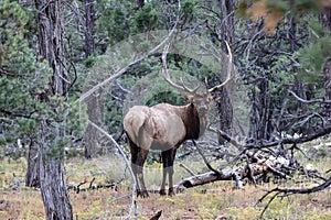 Rocky Mountain Elk, in Grand Canyon national Park. Male with large antlers standing in forest; looking towards camera.