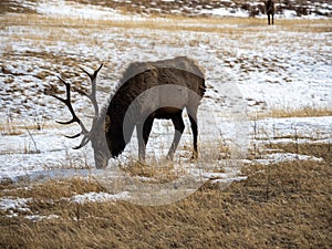 Rocky Mountain Elk Graze in Snowy Meadow