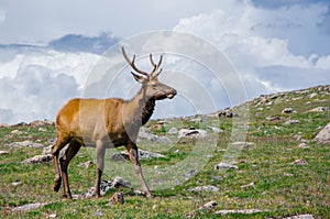 Rocky Mountain Elk