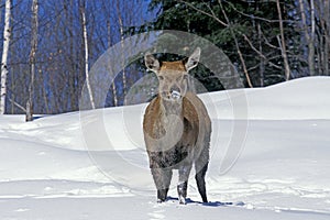 Rocky Mountain Elk or Rocky Mountain Wapiti, cervus canadensis nelsoni, Female standing on Snow, Yellowstone Park in Wyoming