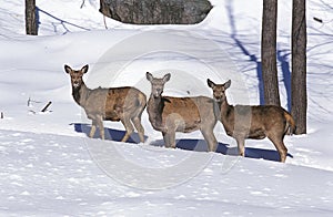 Rocky Mountain Elk or Rocky Mountain Wapiti, cervus canadensis nelsoni, Females standing in Snow, Yellowstone Park in Wyoming