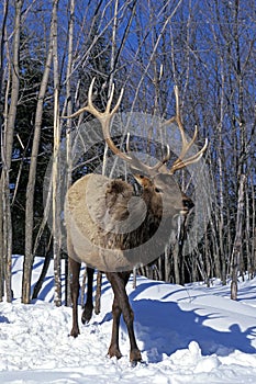 ROCKY MOUNTAIN ELK OR ROCKY MOUNTAIN WAPITI cervus canadensis nelsoni, MALE STANDING ON SNOW, YELLOWSTONE PARK IN WYOMING