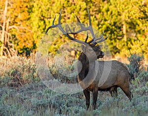 Rocky Mountain Elk during the rut