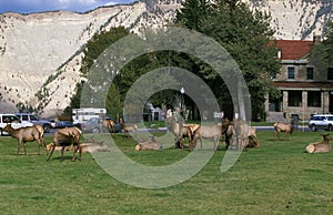 Rocky Mountain Elk or Rocky Mountain Wapiti, cervus canadensis nelsoni, Headquarter at Yellowstone Park in Wyoming photo