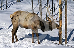 ROCKY MOUNTAIN ELK OR ROCKY MOUNTAIN WAPITI cervus canadensis nelsoni, MALE EATING BARK TREE, YELLOWSTONE PARK IN WYOMING photo