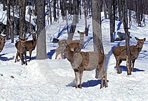 Rocky Mountain Elk or Rocky Mountain Wapiti, cervus canadensis nelsoni, Yellowstone Park in Wyoming