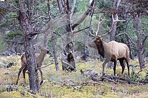 Rocky Mountain Elk with young calf in Grand Canyon national Park. Male with large antlers walking in forest.