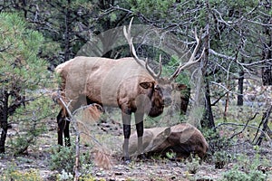 Rocky Mountain Elks, in Grand Canyon national Park. Male with large antlers next to female laying on ground.