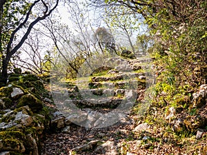 Rocky mountain footpath with stones, thin trees and moss in natural park