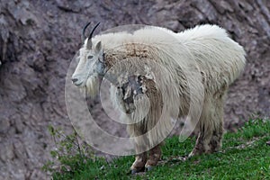 Rocky Mountain Goat