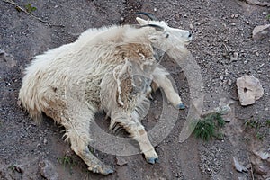 Rocky Mountain Goat