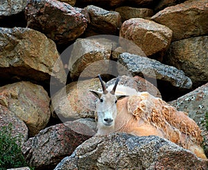 Rocky Mountain Goat