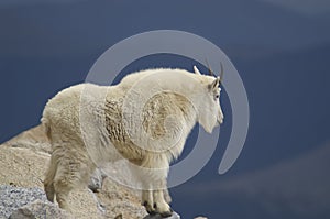 Rocky Mountain Goat