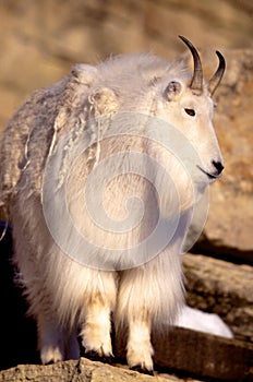 Rocky Mountain Goat  43439