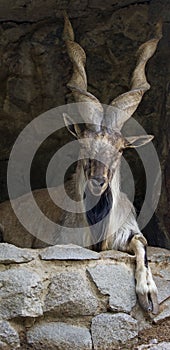 Rocky-mountain goat