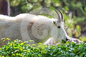 Rocky Mountain Goat