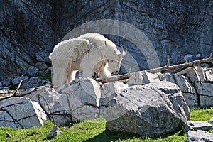 Rocky Mountain Goat