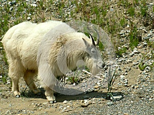 Rocky Mountain goat in British Columbia, Canada