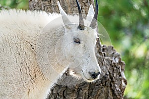 Rocky Mountain Goat Closeup