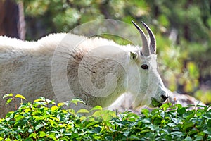 Rocky Mountain Goat photo