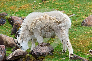 Rocky mountain goat grazing on grass