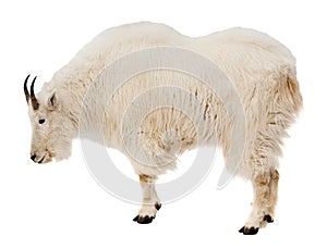 Rocky mountain goat. Isolated over white