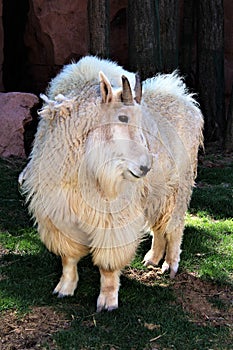 Rocky Mountain Goat