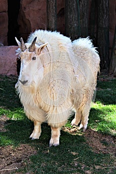 Rocky Mountain Goat