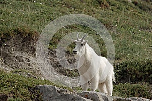Rocky Mountain Goat - Oreamnos americanus