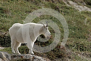 Rocky Mountain Goat - Oreamnos americanus