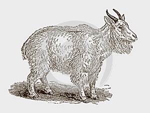 Rocky mountain goat oreamnos americanus in side view