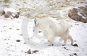 A Rocky mountain goat Oreamnos americanus walking in the snow in Canada