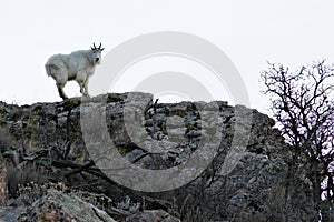 Rocky Mountain Goat