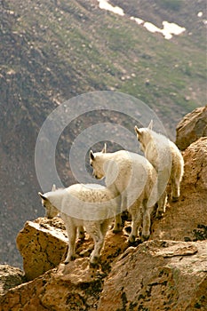 Rocky mountain goats on cliff