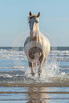 Rocky Mountain Horse galloping in the sea on the beach