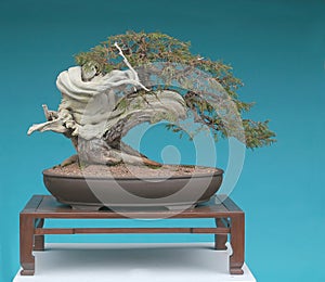 Rocky Mountain Juniper bonsai photo