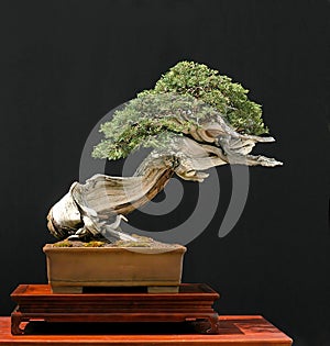 Rocky Mountain Juniper bonsai