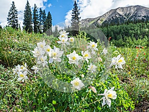 Rocky Mountain Landscape With Colorado Columbine In Foreground