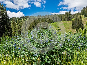 Rocky Mountain Landscape With Tall Mountain Bluebells In Foreground