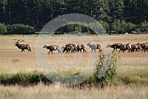 Rocky Mountain National Park Elk