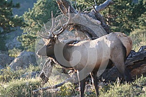 Rocky Mountain National Park Elk