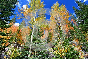 Rocky Mountain National Park Fall Colors