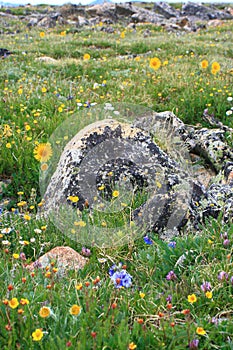 Rocky Mountain National Park Wildflowers