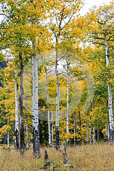 Rocky Mountain Park Aspens